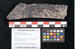 Foto (Objekt + Etikett) von Lepidodendron selaginoides Sternbg. (NHMW-GEO-2024-0188-11039)